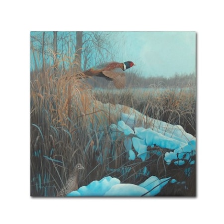 Rusty Frentner 'Pheasant Acrylic 067' Canvas Art,14x14